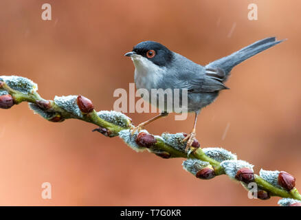 Männliche sardischen Warbler Stockfoto