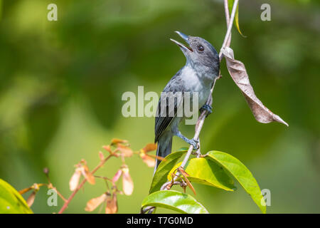 Erwachsene männliche Einfarbige Becard (Pachyramphus homochrous homochrous), in einer Branche mit offenen Rechnung, Bahía Solano, Chocó, Kolumbien thront. Stockfoto