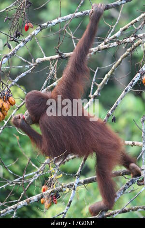 Gerettet verwaiste Bornesischen Orang-utan (Pongo pygmaeus) Früchte essen in der Orang Utan Rehabilitation Center in Sabah, Malaysia Borneo. Eine der Sabah's Top t Stockfoto