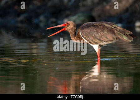 Schwarzstorch (Ciconia nigra) Nahrungssuche in einem spanischen See Stockfoto