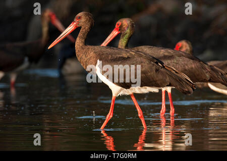 Schwarzstorch (Ciconia nigra) das Waten durch seichtes Wasser in Spanien. Stockfoto