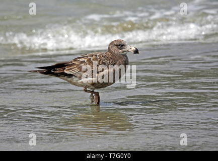 Unreife Pacific Möwe (Larus pacificus) an einem Strand im südlichen Australien. Stockfoto