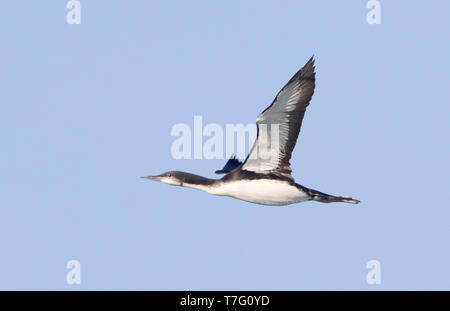 Pacific Eistaucher (Gavia Pacifica) im Flug mit Himmel als Hintergrund. Stockfoto