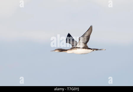 Pacific Eistaucher (Gavia Pacifica) im Flug mit Himmel als Hintergrund. Stockfoto
