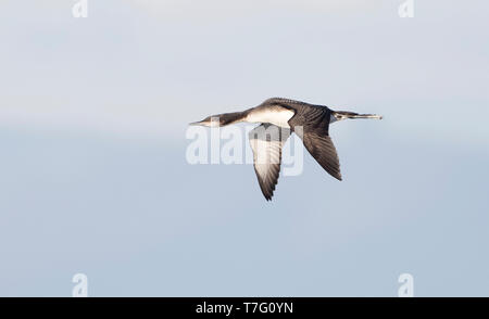 Pacific Eistaucher (Gavia Pacifica) im Flug mit Himmel als Hintergrund. Stockfoto
