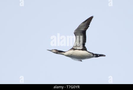 Pacific Eistaucher (Gavia Pacifica) im Flug mit Himmel als Hintergrund. Stockfoto