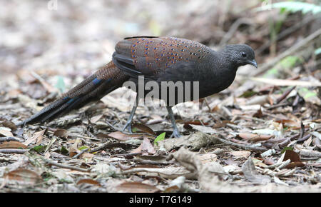 Berg Pfau-Fasan (polyplectron Inopinatum), eine mittlere endemisch Fasan von montane Wälder der zentralen Malaiische Halbinsel, Malaysia. Stockfoto