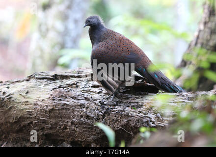 Berg Pfau-Fasan (polyplectron Inopinatum), eine mittlere endemisch Fasan von montane Wälder der zentralen Malaiische Halbinsel, Malaysia. Stockfoto