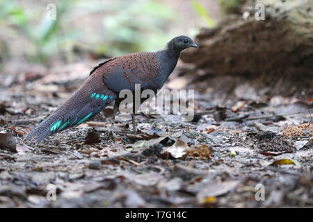 Berg Pfau-Fasan (polyplectron Inopinatum), eine mittlere endemisch Fasan von montane Wälder der zentralen Malaiische Halbinsel, Malaysia. Stockfoto