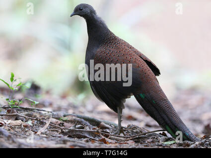 Berg Pfau-Fasan (polyplectron Inopinatum), eine mittlere endemisch Fasan von montane Wälder der zentralen Malaiische Halbinsel, Malaysia. Stockfoto