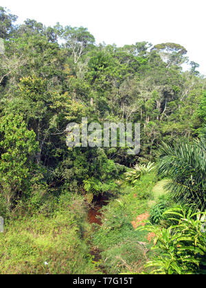 Üppigen Regenwald in Analamazoatra finden (auch bekannt als Perinet), Teil von Andasibe-Mantadia Nationalpark in Madagaskar. Stockfoto