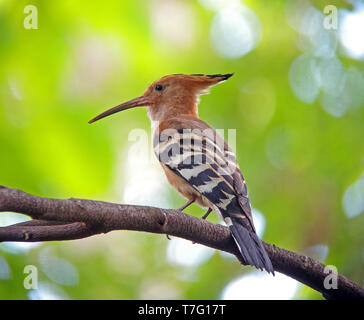 Madagassischen Wiedehopf, oder Madagaskar Wiedehopf (Upupa marginata) ist eine Pflanzenart aus der Gattung der Wiedehopf in der Familie und in Madagaskar endemisch. Stockfoto