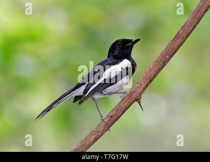 Männliche Madagaskar Magpie Robin (Copsychus albospecularis) auf einem Zweig vor einem grünen Hintergrund thront. Stockfoto