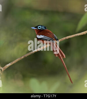 Männliche Madagaskar Paradise Schopftyrann (Terpsiphone mutata) auch als madagassische Paradies schopftyrann bekannt, auf einem Zweig in Madagaskar thront. Stockfoto
