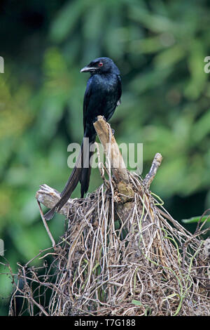 Nach Mayotte drongo (Dicrurus waldenii) auf einem Ast sitzend. Er ist endemisch auf Madagaskar und durch Verlust von Lebensraum bedroht. Stockfoto