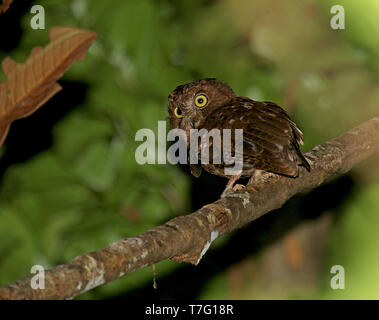 Regenwald scops Owl (Otus rutilus), auch bekannt als die madagassische scops Owl oder Madagaskar scops Owl. Auf einem Zweig in den Wald in der Nacht gehockt Stockfoto