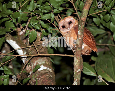 Rote Eule (Tyto soumagnei) in der Haube oder tropischen Regenwald von Madagaskar thront. Stockfoto