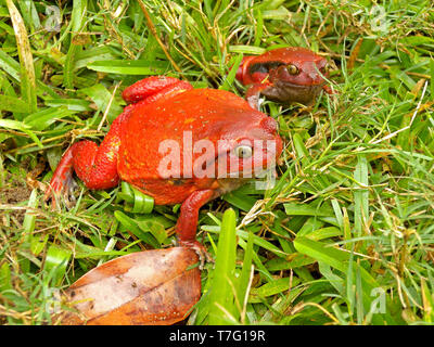 Zwei Madagaskar tomate Dyscophus antongilii (Frösche), eine endemische Frosch zu Madagaskar. Stockfoto