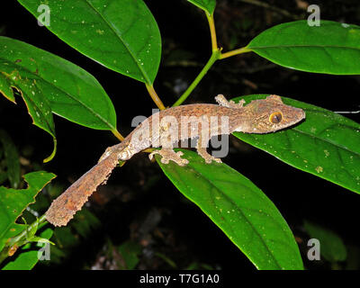 Eine gemeinsame Flachbild-tail Gecko (Uroplatus fimbriatus), ein Gecko endemisch auf Madagaskar. Stockfoto