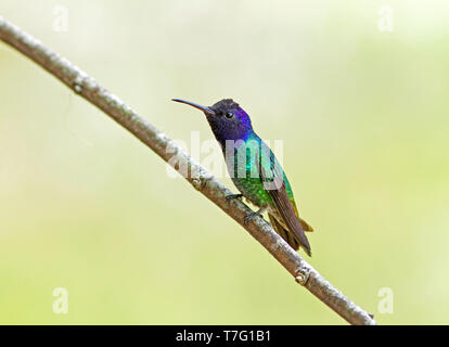 Golden-tailed Saphir (Chrysuronia oenone) auf einem kleinen Zweig vor einem grünen Hintergrund thront Stockfoto