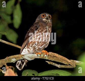 Braun Boobook (Ninox scutulata) während der Nacht in die Regenwälder von Sumatra in Indonesien Stockfoto