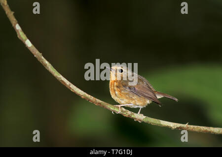 Snowy der tiefsten Schopftyrann (Ficedula hyperythra) in die Regenwälder von Sumatra in Indonesien. Stockfoto