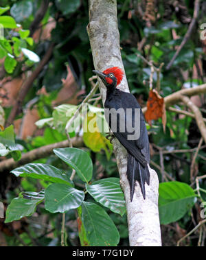 White-bellied Woodpecker oder große Schwarzspecht (Dryocopus javensis) in die Regenwälder von Sumatra in Indonesien. Stockfoto