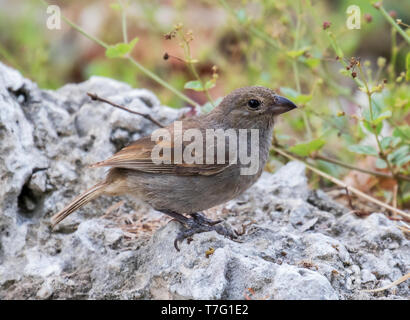 Barbados Gimpel (Loxigilla barbadensis) auf dem Boden sitzend auf der karibischen Insel - Nation von Barbados, Kleinen Antillen. Stockfoto