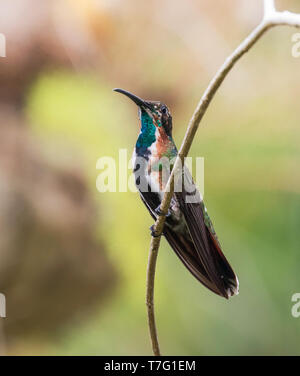 Grün-throated Mango (Anthracothorax viridigula) auf einem Zweig im Regenwald auf der Insel Trinidad in der Karibik thront. Stockfoto