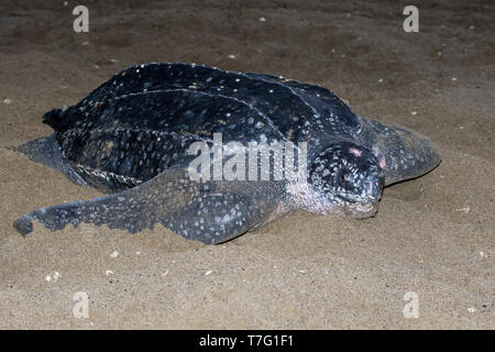 Erwachsene Frau Leatherback Sea turtle (dermochelys Coriacea) an einem Sandstrand auf einer Insel in der Karibik. Auf dem Weg zurück zum Meer, nachdem ihre Eier. Stockfoto