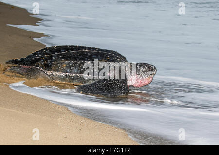 Erwachsene Frau Leatherback Sea turtle (dermochelys Coriacea) an einem Sandstrand auf einer Insel in der Karibik. Auf dem Weg zurück zum Meer, nachdem ihre Eier. Stockfoto