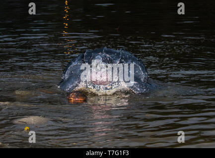 Erwachsene Frau Leatherback Sea turtle (dermochelys Coriacea) auf einer Insel in der Karibik. Die sich aus dem Ozean nachts ihre Eier auf der beac zu legen Stockfoto