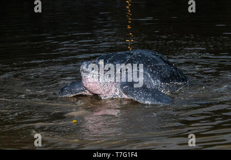 Erwachsene Frau Leatherback Sea turtle (dermochelys Coriacea) auf einer Insel in der Karibik. Die sich aus dem Ozean nachts ihre Eier auf der beac zu legen Stockfoto