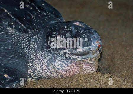 Nahaufnahme eines erwachsenen weiblichen Leatherback Sea turtle (dermochelys Coriacea) an einem Sandstrand auf einer Insel in der Karibik für ihre Eier. Stockfoto