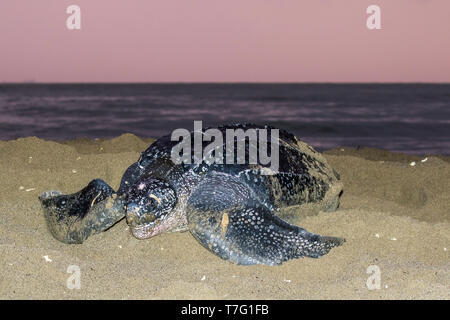 Erwachsene Frau Leatherback Sea turtle (dermochelys Coriacea) an einem Sandstrand auf einer Insel in der Karibik ihre Eier legen. Nahaufnahme des Tieres wieder Stockfoto