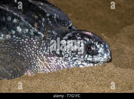 Nahaufnahme eines erwachsenen weiblichen Leatherback Sea turtle (dermochelys Coriacea) an einem Sandstrand auf einer Insel in der Karibik für ihre Eier. Stockfoto