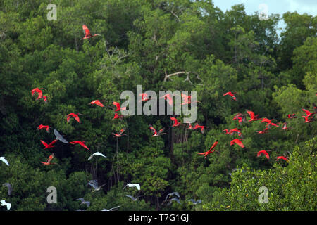 Flying Scarlet Ibis (Eudocimus ruber) auf der Insel Trinidad in der Karibik. Herde im Flug vor der Küste Mangrovenwald. Stockfoto