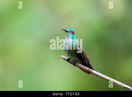 White-chested Emerald (Amazilia brevirostris) auf einem Zweig vor einem grünen tropischen Regenwald als Hintergrund auf Trinidad in der Karibik thront. Stockfoto