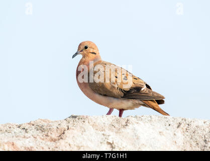 Nach Zenaida dove (Zenaida aurita) thront auf einer Wand in der Karibik. Stockfoto