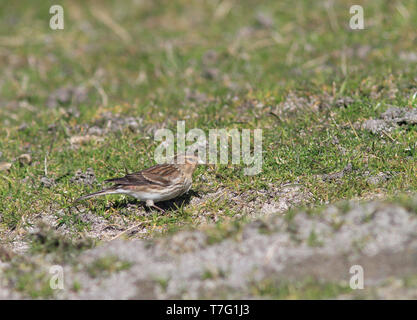 Nach Britischen pipilans Twite (Carduelis flavirostris) während der Frühling in Schottland. Stockfoto