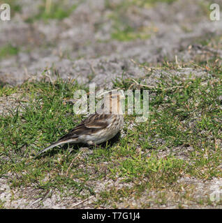 Nach Britischen pipilans Twite (Carduelis flavirostris) während der Frühling in Schottland. Stockfoto