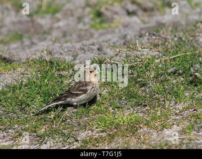 Nach Britischen pipilans Twite (Carduelis flavirostris) während der Frühling in Schottland. Stockfoto