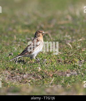 Nach Britischen pipilans Twite (Carduelis flavirostris) während der Frühling in Schottland. Stockfoto