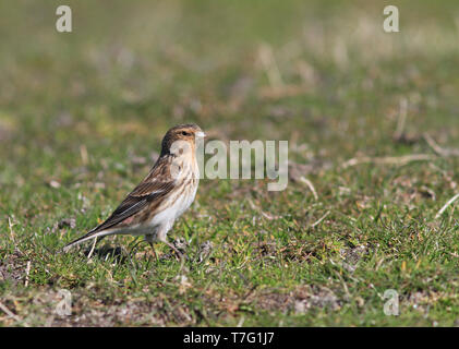 Nach Britischen pipilans Twite (Carduelis flavirostris) während der Frühling in Schottland. Stockfoto