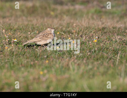 Mehr Short-toed Lerche (Calandrella brachydactyla) stehen auf einer Wiese auf den Inseln der Scilies in England. Stockfoto