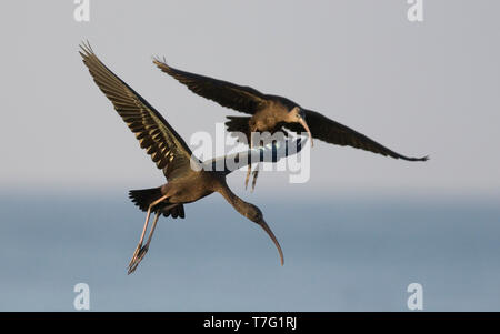 Glossy Ibis (Plegadis falcinellus) Landung. Oman Stockfoto