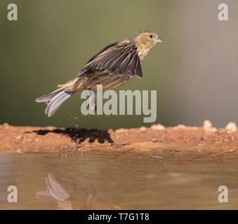 Unreife Europäische Girlitz (Serinus serinus) in Spanien. Vom trinken Pool im ländlichen Bereich. Stockfoto