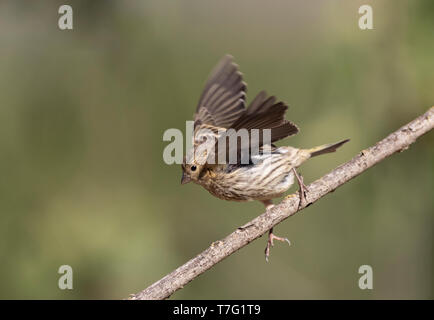 Unreife Europäische Girlitz (Serinus serinus) in Spanien. Die aus einem Zweig. Stockfoto