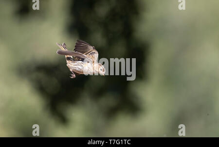 Unreife Europäische Girlitz (Serinus serinus) in Spanien. Die Landung auf der Erde, in einem ländlichen Wald. Stockfoto