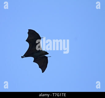 Seychellen Obst bat (Pteropus seychellensis) im Flug in der Dämmerung. Stockfoto